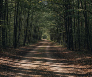 Brutalna napaść w lesie. Co skrywał mroczny plan nastolatków?