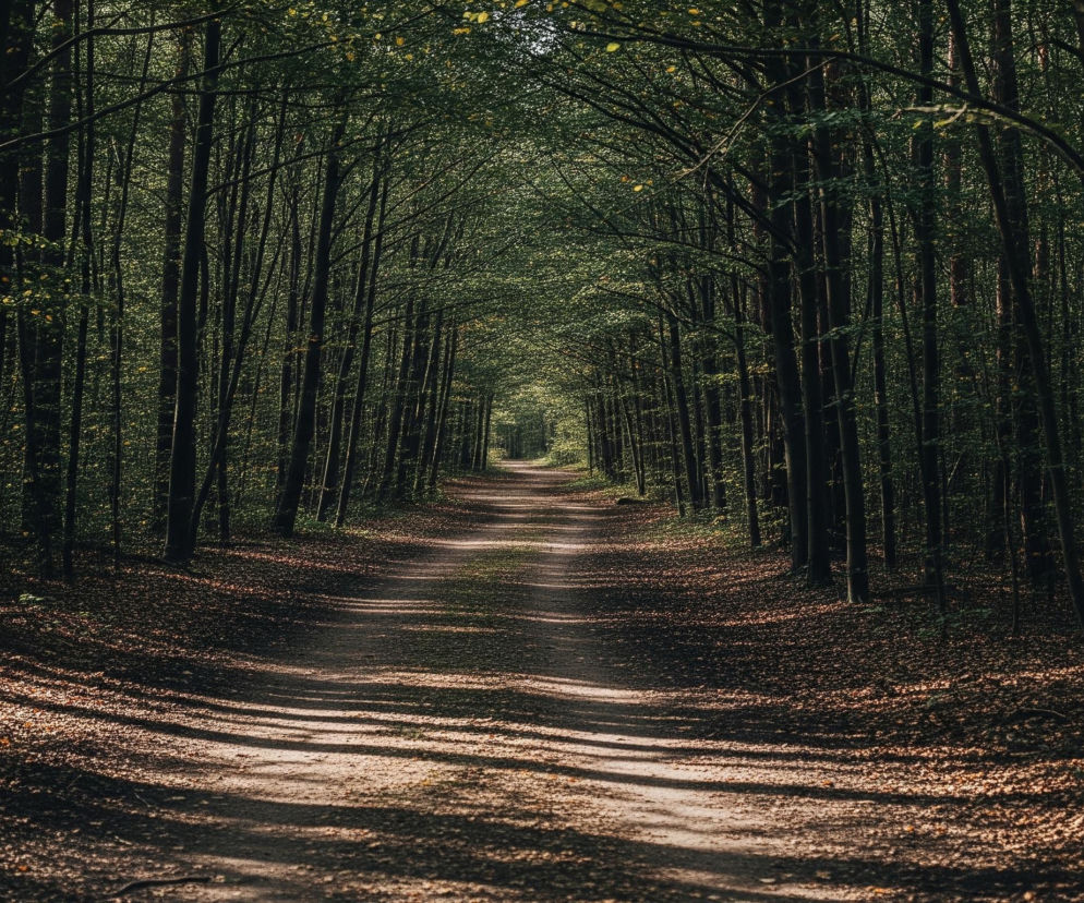 Polna droga, biegnąca przez las, ciągnie się w głąb obrazu, stopniowo zwężając się i znikając w oddali. Po obu stronach drogi rosną wysokie drzewa o gęstym, zielonym listowiu, tworząc naturalny tunel. Słońce przebija się przez korony drzew, rzucając jasne plamy światła i długie, ukośne cienie na ziemię pokrytą brązowymi liśćmi.