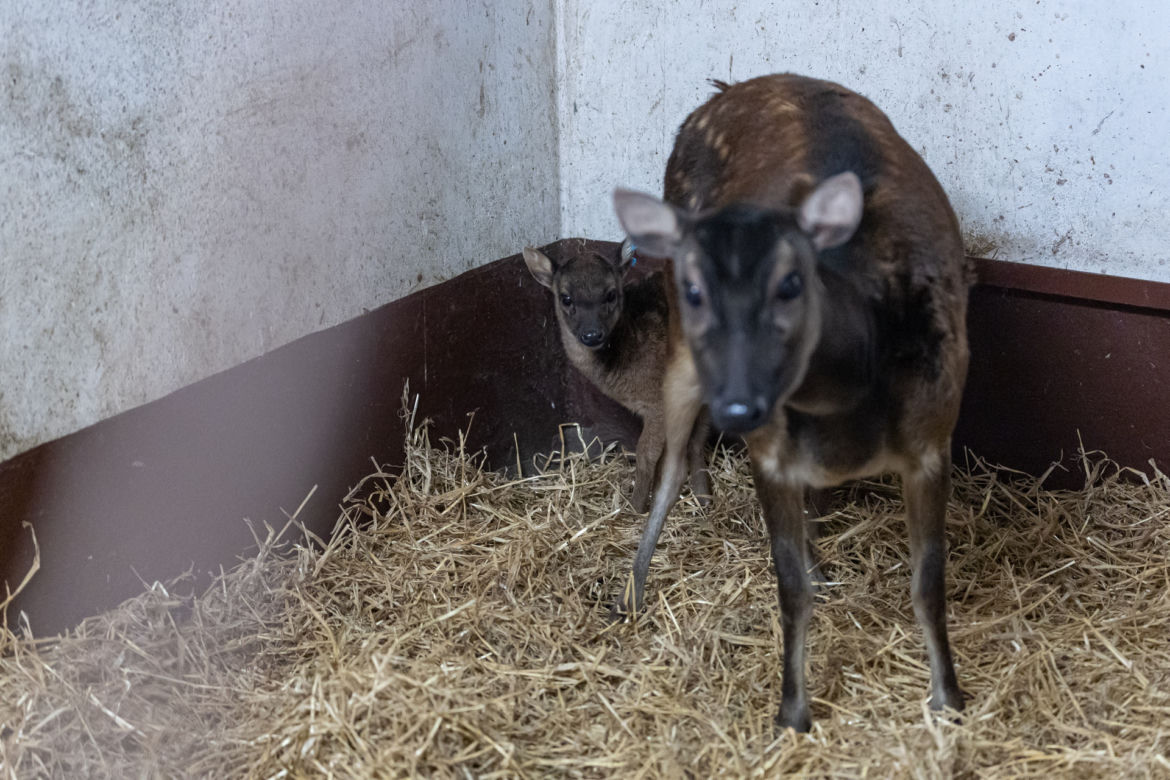 Zoologiczna sensacja w ZOO w Poznaniu 