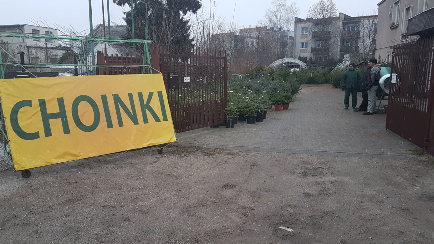 Gdzie kupić choinkę w Toruniu?