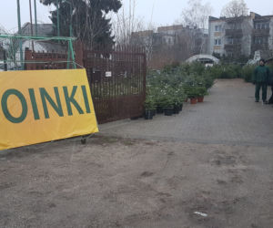 Gdzie kupić choinkę w Toruniu?