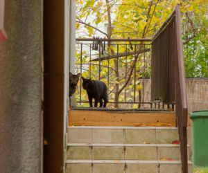 Koty Jarka nas terroryzują