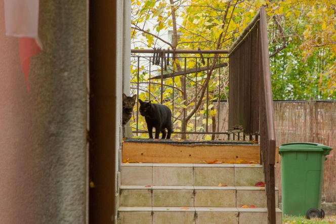 Koty Jarka nas terroryzują