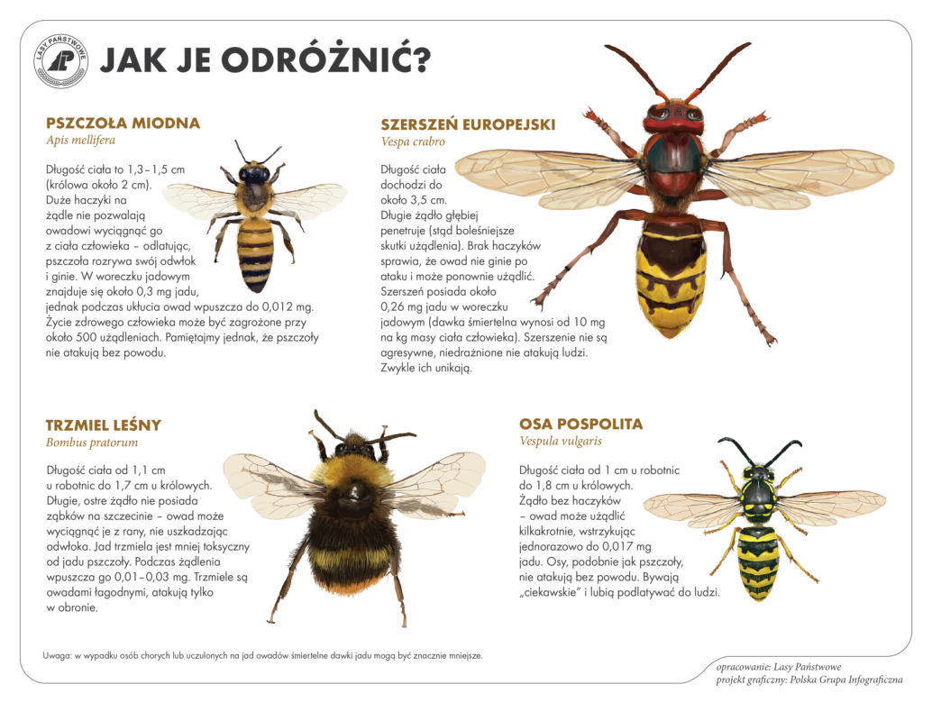 Światowy Dzień Pszczół