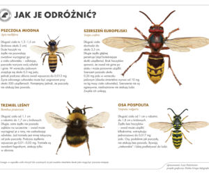 Światowy Dzień Pszczół