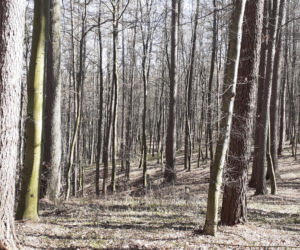 Pierwsze oznaki wiosny w podprzemyskich lasach