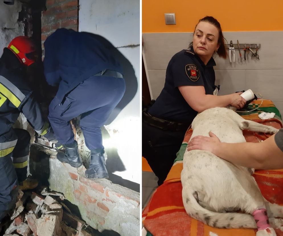 Dramatyczna akcja ratunkowa na Górnej w Łodzi. Aby ratować psa rozebrano mur