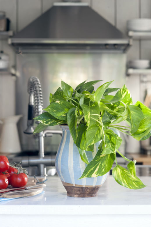 Epipremnum