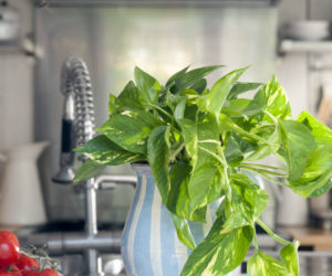 Epipremnum