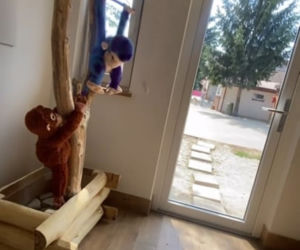 Pluszak został mamą Antosia