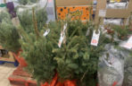Ile kosztują popularne drzewka w doniczce?