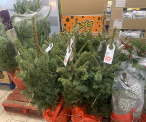 Ile kosztują popularne drzewka w doniczce?