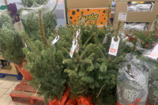 Ile kosztują popularne drzewka w doniczce?