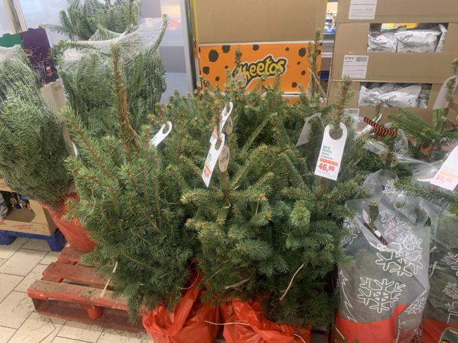 Ile kosztują popularne drzewka w doniczce?