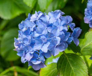 hortensje