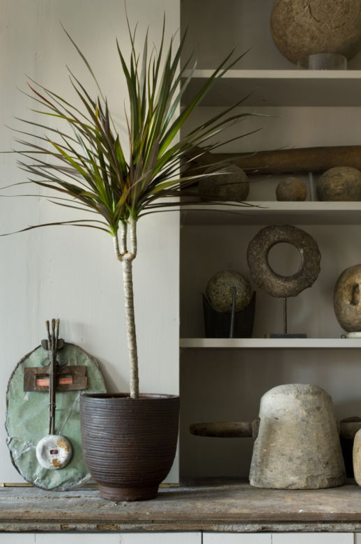 Dracena