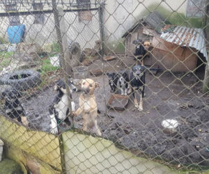 Interwencja OTOZ Animals w Suchym Dębie