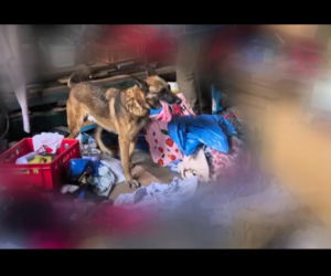 Szron wywęszył narkotyki