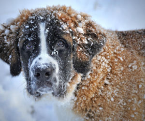 Nie zostawiajmy psów na mrozie!