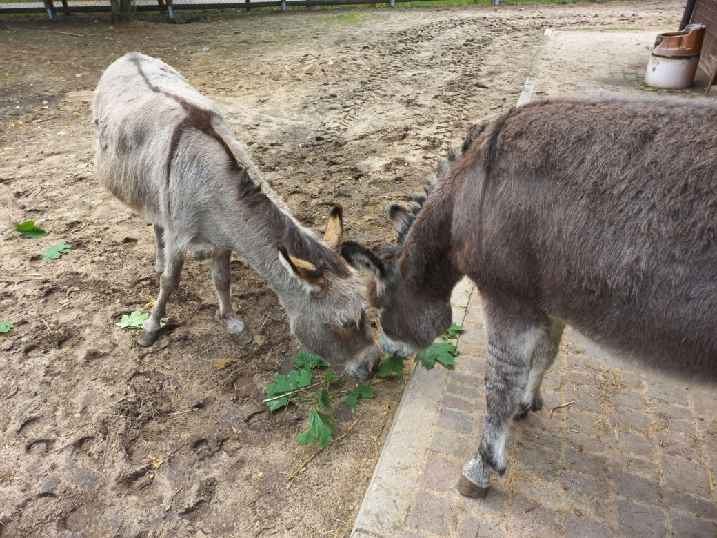 Mini ZOO w Lesznie ma nowych mieszkańców. To owce, konie i osioł