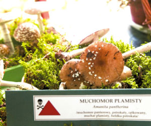 Muchomor plamisty