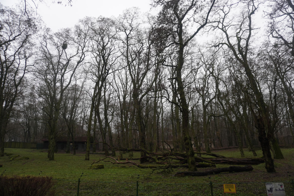 Zoo w Poznaniu zimą