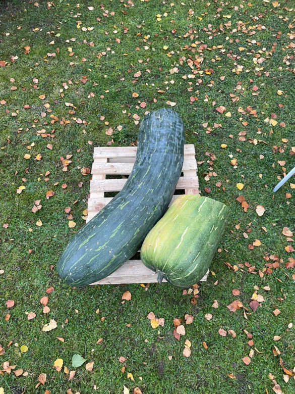40-kilogramowa cukinia wyhodowana w Gnieźnie!
