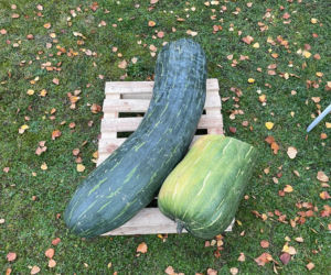 40-kilogramowa cukinia wyhodowana w Gnieźnie!