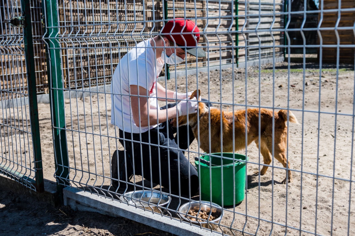 Koronawirus w Trójmieście. Zamieszkali razem ze zwierzętami w schronisku [ZDJĘCIA]
