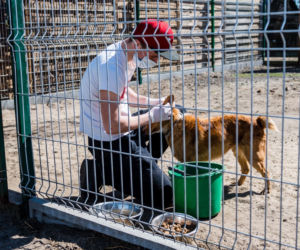Koronawirus w Trójmieście. Zamieszkali razem ze zwierzętami w schronisku [ZDJĘCIA]