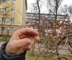 Do Bydgoszczy zbliża się wiosna. Te znaki nie zostawiają wątpliwości