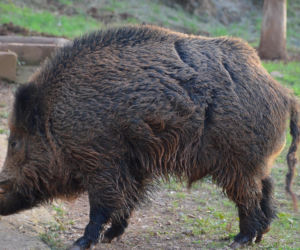 Agresywny dzik zaatakował mieszkańcow! Nie mogli nawet wyjść z klatki. Tragiczny finał horroru w Potulinie