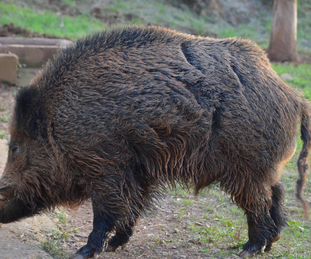 Potulin. Myśliwy zastrzelił dzika, który atakował mieszkańców
