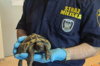 Żółw grecki spacerował po ulicach Rembertowa. Zwierzęciu groziła śmierć pod kołami samochodu!