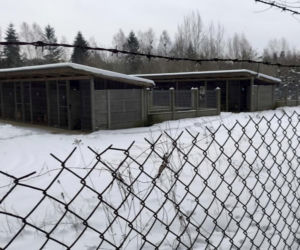 Ujadanie słychać z kilometrów. Odwiedziliśmy schronisko w Sobolewie. Tak nie brzmią szczęśliwe pieski