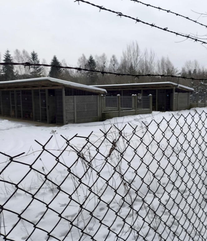 Ujadanie słychać z kilometrów. Odwiedziliśmy schronisko w Sobolewie. "Tak nie brzmią szczęśliwe pieski"