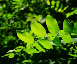 Zielone nasadzenia