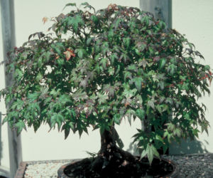 Klon palmowy - bonsai