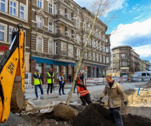 Nowe drzewa na alei Wojska Polskiego