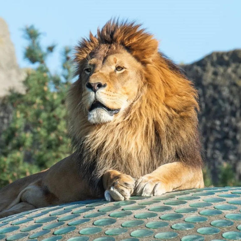 ZOO
