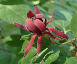 Ten krzew pachnie jak domowa szarlotka. Posadź już teraz, a nornice znikną z twojego ogrodu