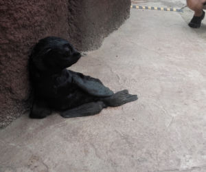 We wrocławskim zoo urodziły się nowe kotiki