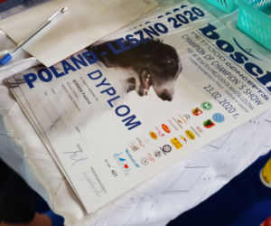 ​Psia elita w Lesznie. W hali Trapez odbyła się XXIV wystawa Champion of Champion's Show