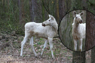 Niezwykły biały łoś w Kampinoskim Parku Narodowym. To widok, który zdarza się niezwykle rzadko