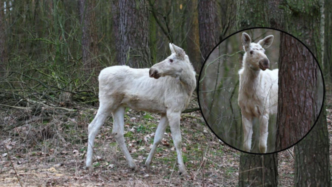 Niezwykły biały łoś w Kampinoskim Parku Narodowym. To widok, który zdarza się niezwykle rzadko