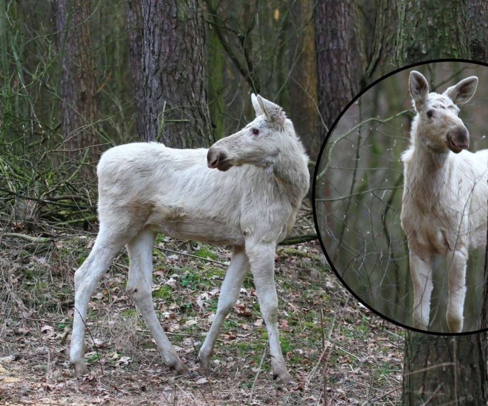 Między drzewami spacerował biały łoś! Zaskakujący widok w Kampinoskim Parku Narodowym