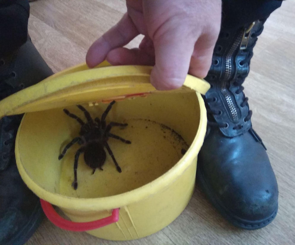 Nietypowa interwencja straży pożarnej w Skarżysku