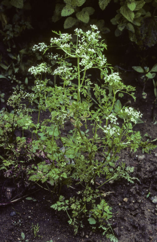 Trybula ogrodowa