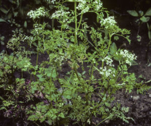 Trybula ogrodowa