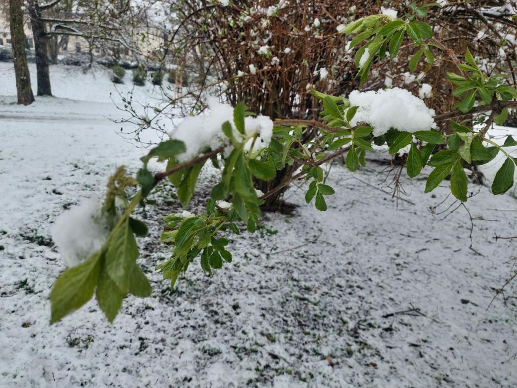 Zima w kwietniowym Zamościu. Sypnęło śniegiem